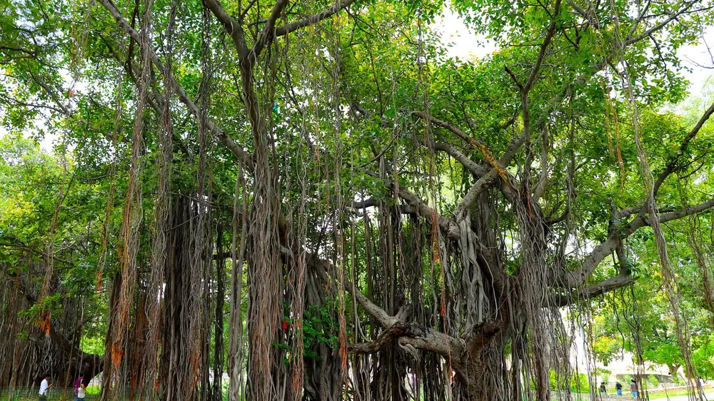 A banyan tree, its aerial roots grown down into the ground